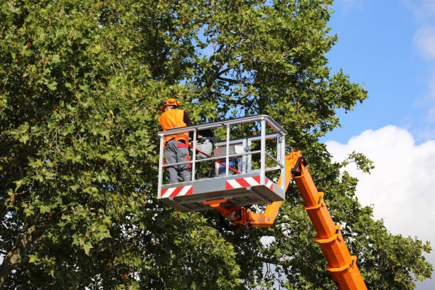 Residential Tree Removal